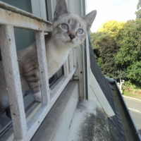 Photo #254414 de GAYA