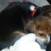 Photo de l'animal n°33696