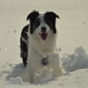 Photo de l'animal n°33730