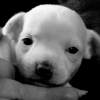 Photo de l'animal n°33735