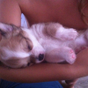 Photo de l'animal n°33736