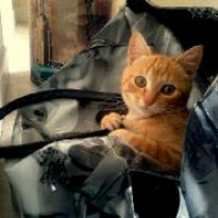 Photo de l'animal n°33742
