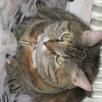 Photo #254567 de Friskette
