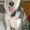 Photo de l'animal n°33768
