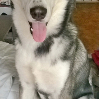 Photo #254601 de hadés