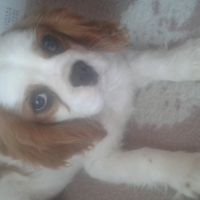 Photo #254630 de locky