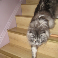 Photo #254640 de simba