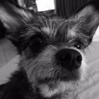 Photo de l'animal n°33785