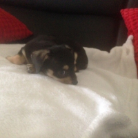 Photo de l'animal n°33785