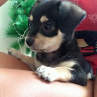 Photo de l'animal n°33785