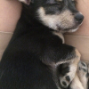 Photo de l'animal n°33785