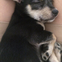 Photo de l'animal n°33785