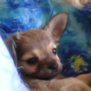 Photo de l'animal n°33802