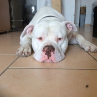 Photo #254837 de Iron