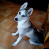 Photo de l'animal n°33843