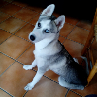 Photo #254845 de Layko