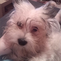 Photo #254963 de chester