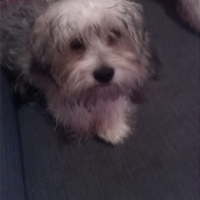 Photo #254964 de chester