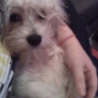 Photo #254965 de chester