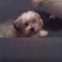 Photo #254967 de chester