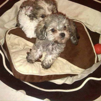 Photo #254968 de chester