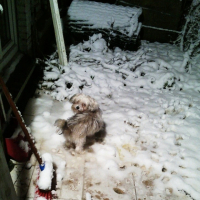 Photo #254970 de chester
