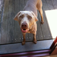 Photo #254986 de Shana