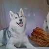 Photo de l'animal n°33887