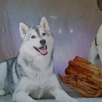 Photo #254988 de Jalyska