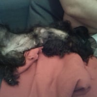 Photo #255005 de chipie