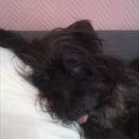 Photo #255010 de chipie