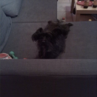 Photo #255011 de chipie