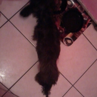 Photo #255012 de chipie