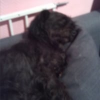 Photo #255013 de chipie