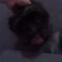 Photo #255014 de chipie