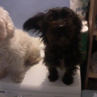 Photo #255015 de chipie