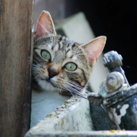 Photo #255064 de tigrou