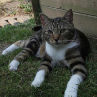Photo #255065 de tigrou