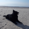 Photo de l'animal n°33921