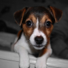 Photo de l'animal n°33922