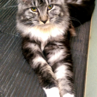 Photo #255129 de Choupette