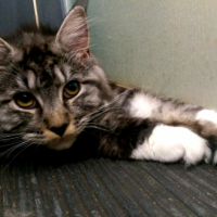 Photo #255130 de Choupette