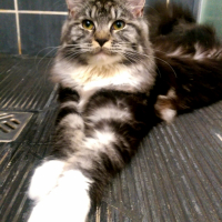 Photo #255131 de Choupette