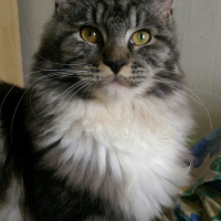 Photo #255132 de Choupette