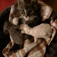 Photo #255135 de Choupette