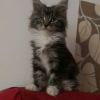 Photo #255136 de Choupette
