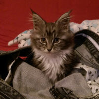 Photo #255137 de Choupette