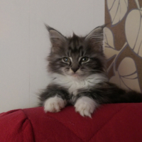 Photo #255138 de Choupette