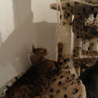 Photo #255148 de Bijou