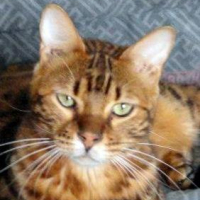 Photo #255150 de Bijou